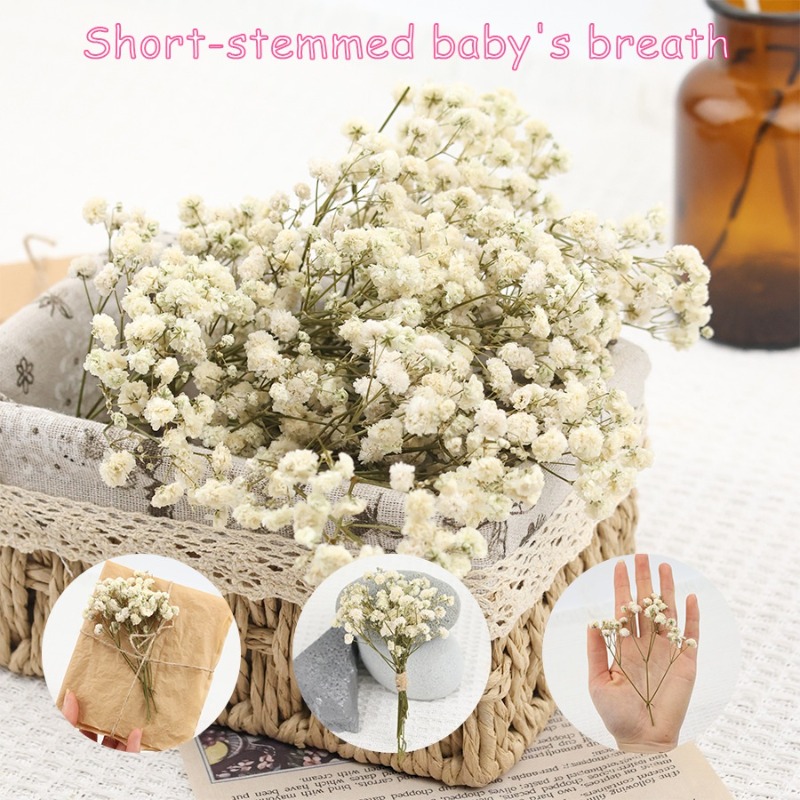 50pcs Natural Dried Gypsophila - огляд і ціна Dried Flower Bulk