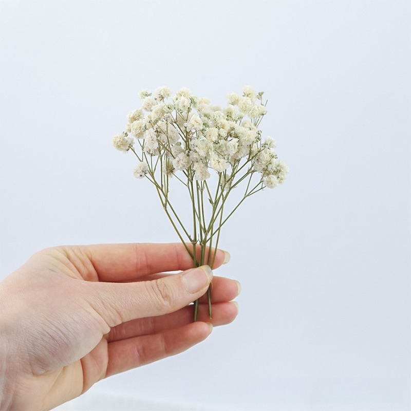 50pcs Natural Dried Gypsophila - огляд і ціна Dried Flower Bulk