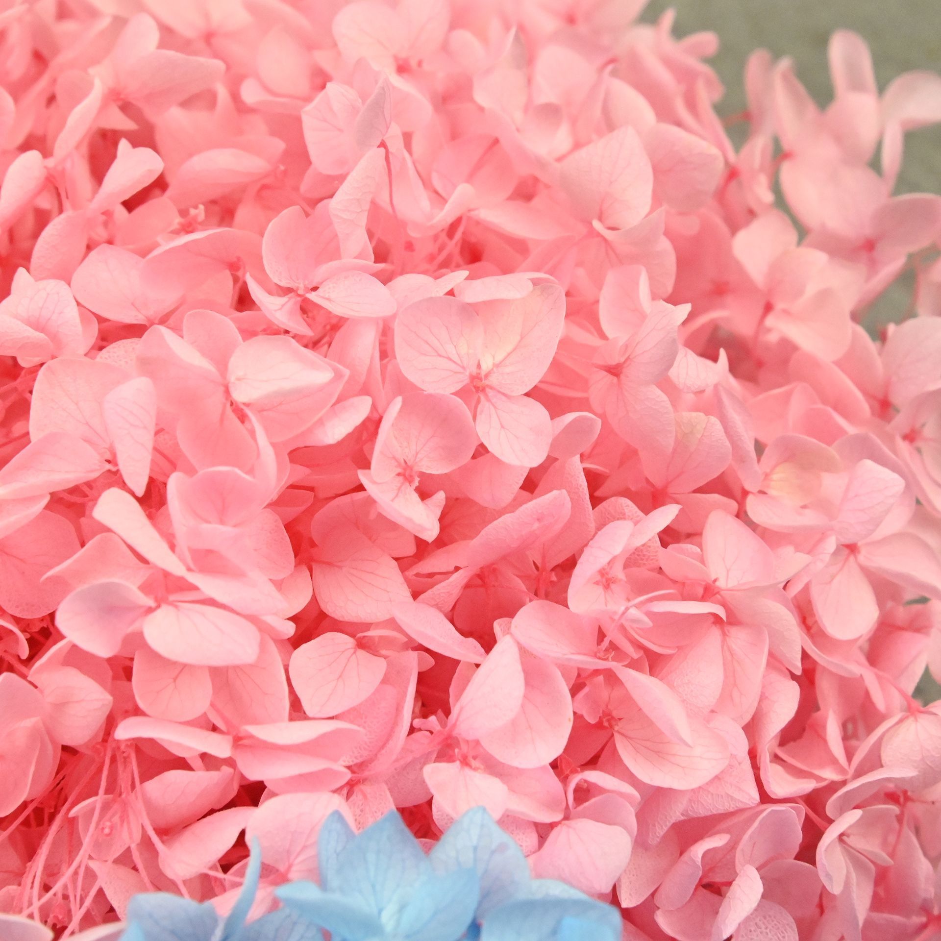 20g Natural Hydrangea Petals D - огляд і ціна Dried Flower Bulk